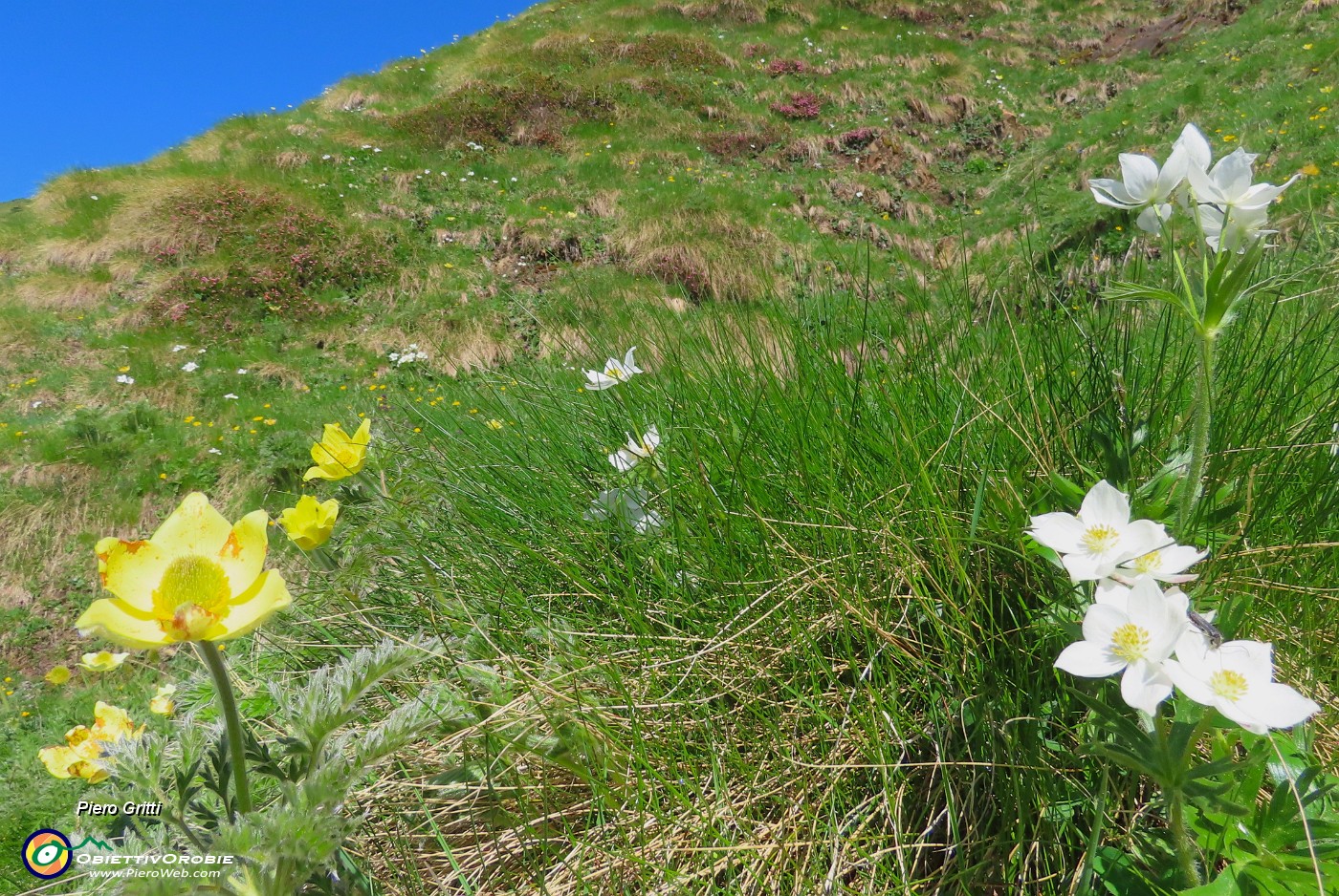 18 Anemone narcissino con Pulsatilla sulfurea.JPG